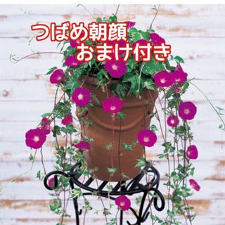 花の種　つばめ朝顔の種(プランター)
