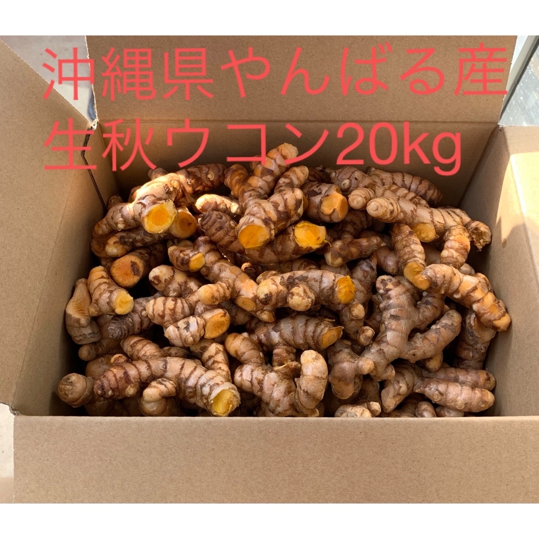 完全無農薬沖縄県やんばる産生秋ウコン20kg 完全無農薬沖縄県やんばる産生秋ウコン20kg