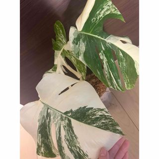 【鉢ごと発送】極上美株　斑入りモンステラ　ボルシギアナ　ホワイトタイガー　大株(その他)