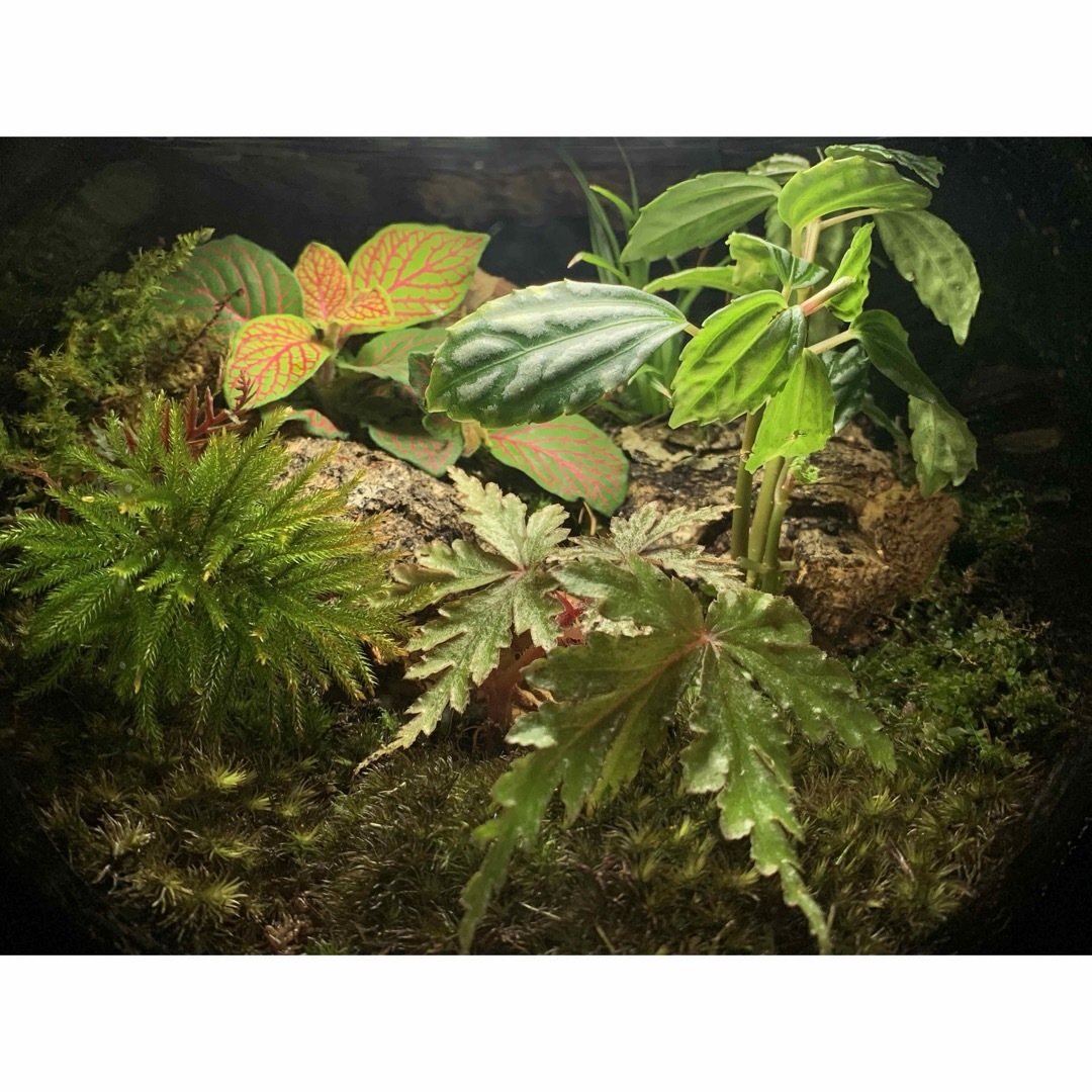 No.275 苔アート 苔テラリウム ベゴニア 入り 完成品 No.275 苔アート 苔テラリウム ベゴニア 入り 完成品