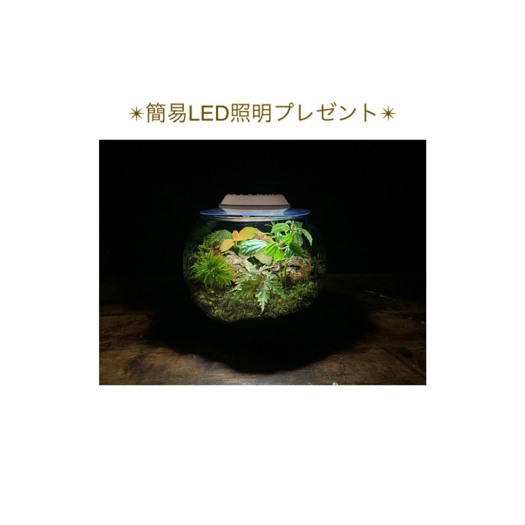 No.275 苔アート 苔テラリウム ベゴニア 入り 完成品 No.275 苔アート 苔テラリウム ベゴニア 入り 完成品