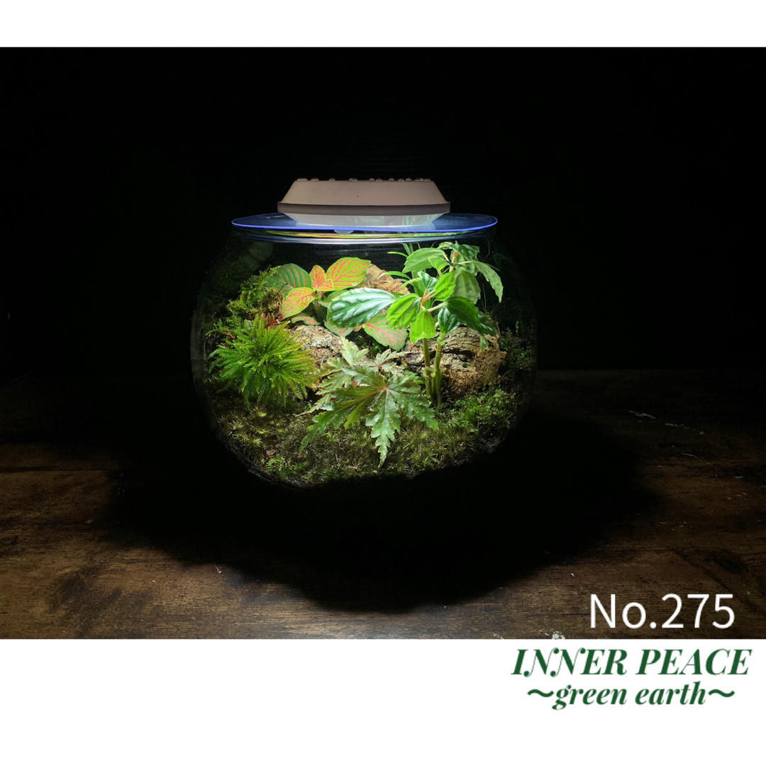 No.275 苔アート 苔テラリウム ベゴニア 入り 完成品 No.275 苔アート 苔テラリウム ベゴニア 入り 完成品
