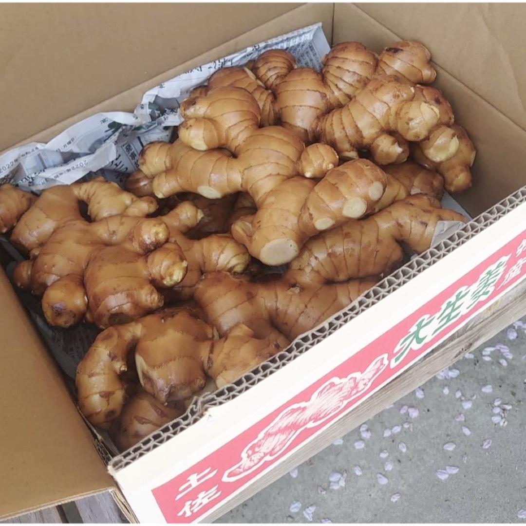 高知県産囲生姜1Kg 食品/飲料/酒の食品(野菜)の商品写真