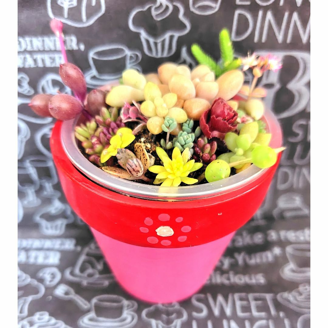リメイク鉢と寄せ植えカット苗セット⑧　多肉植物　赤　ピンク　花　レトロ
