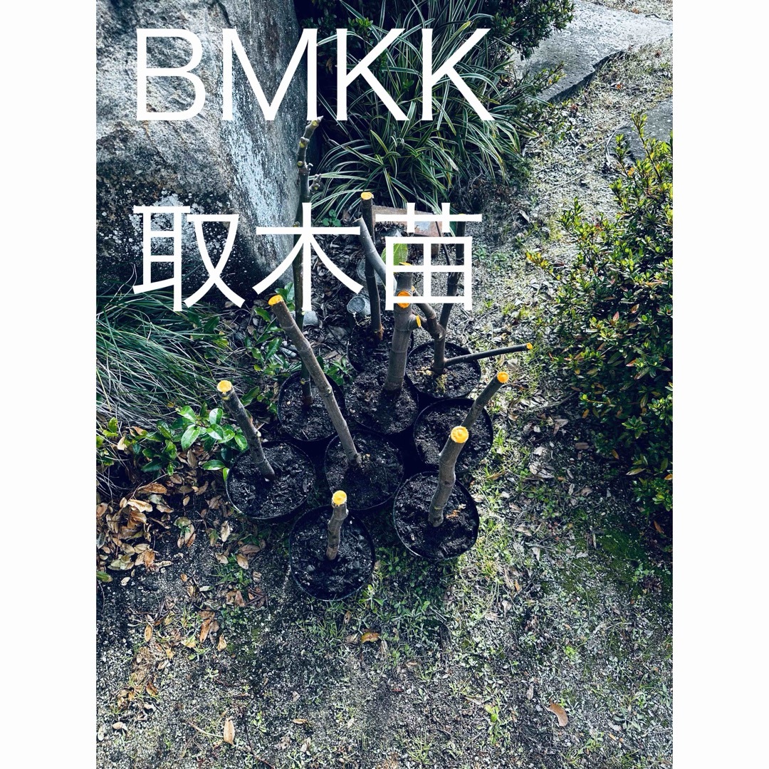 いちじくBMKK 取木苗④ いちじくBMKK 取木苗④