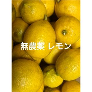 レモン 無農薬(フルーツ)