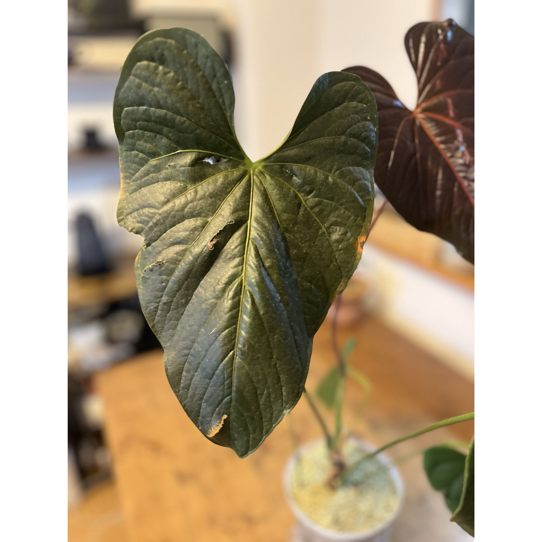 が大特価！ 大株 アンスリウムラムズレッド その他観葉植物