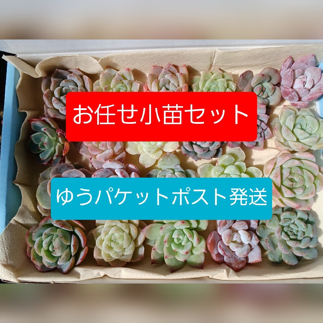 12/22感謝セール29.5②　カラフル小苗セット　多肉植物