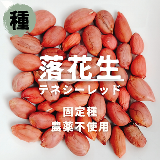 【種】落花生　テネシーレッド　農薬不使用　7粒(野菜)