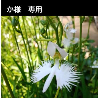 か様専用　サギソウ(その他)