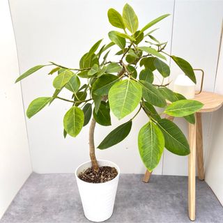 フィカス　アルテシマ　曲がり　20【現品】観葉植物　室内(その他)