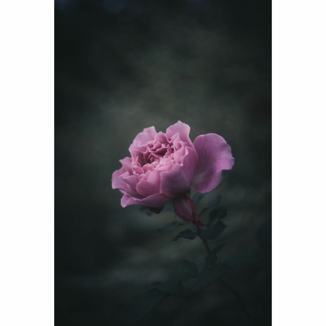 LEICA - 虹の出る癖玉!Leica Summar 50mm f2 オールドレンズの LEICA - 虹の出る癖玉!Leica Summar 50mm f2 オールドレンズの