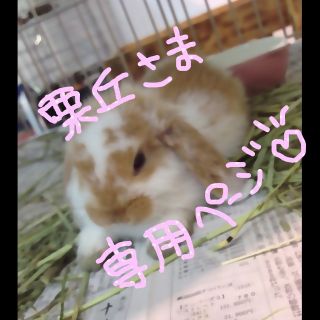 アクシーズファム(axes femme)の栗丘さま専用ページ♡(ひざ丈ワンピース)