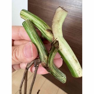 極上茎2株セット　斑入りモンステラ　ボルシギアナ　ホワイトタイガー　大株茎(その他)