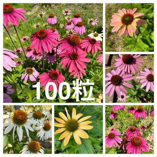 エキナセア　ミックス色　花の種100粒(プランター)