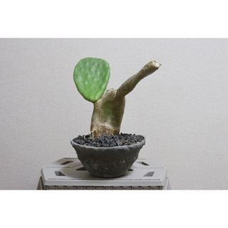 団扇サボテン(その他)