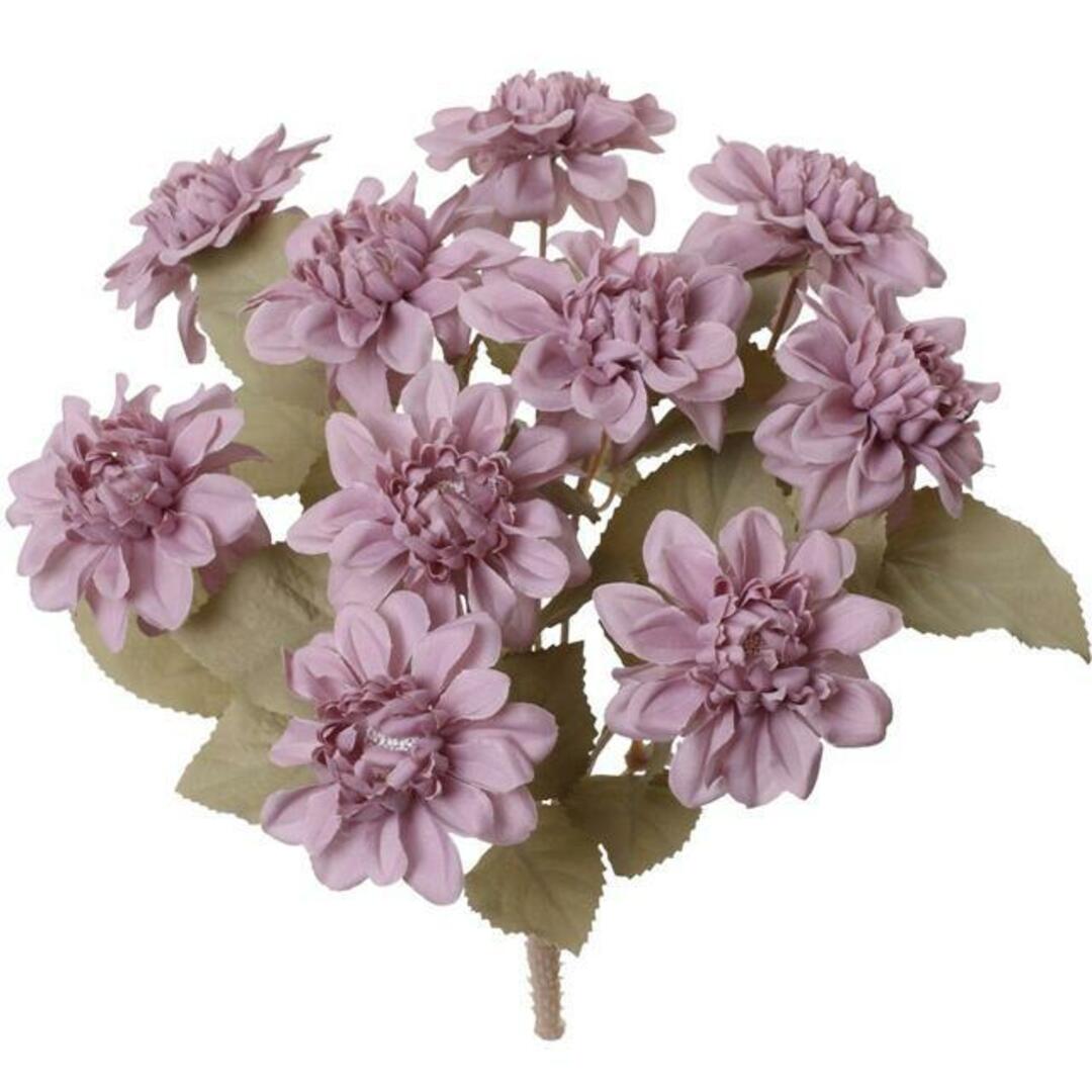 ドライダリアブッシュ その他のその他(その他)の商品写真