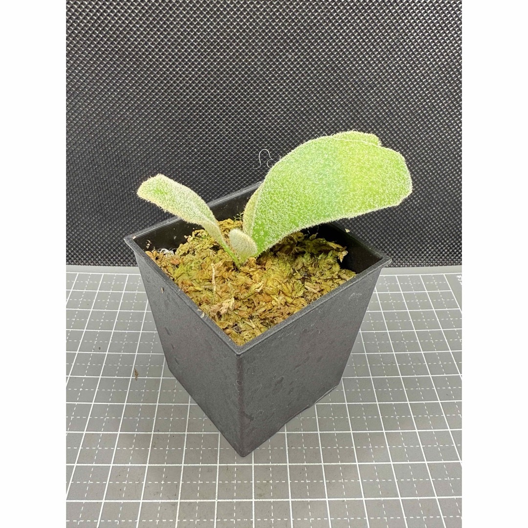 ビカクシダP. ´Platinum´ Snow Queen F303 spore ビカクシダP. ´Platinum´ Snow Queen F303 spore