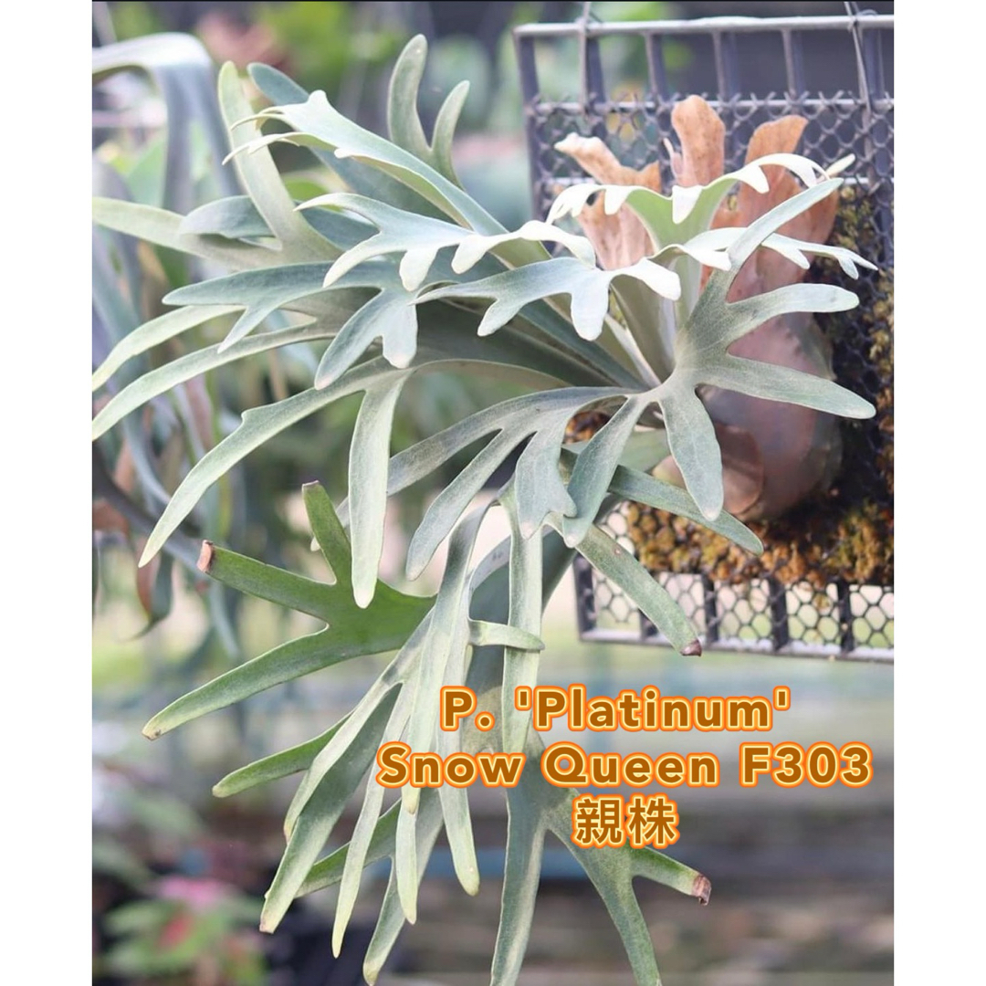 ビカクシダP. ´Platinum´ Snow Queen F303 spore ビカクシダP. ´Platinum´ Snow Queen F303 spore
