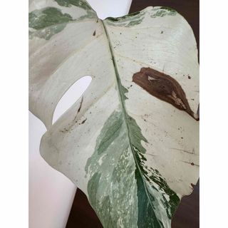 モンステラ斑入り　ボルシギアナ　ホワイトタイガー(その他)
