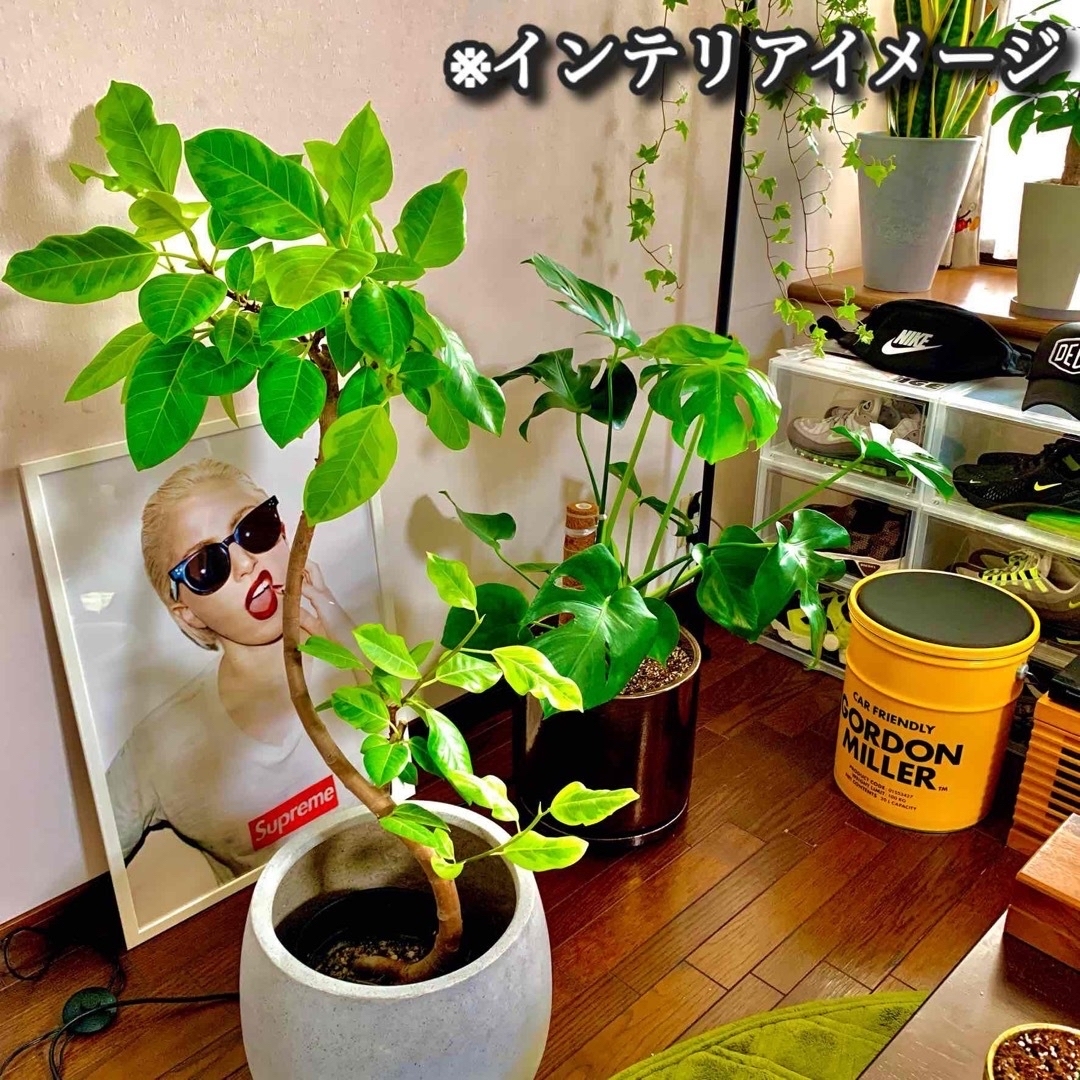 アクタス/鉢カバー】 丸型 プランターカバー 大型 植木鉢 アクタス/鉢カバー】 丸型 プランターカバー 大型 植木鉢