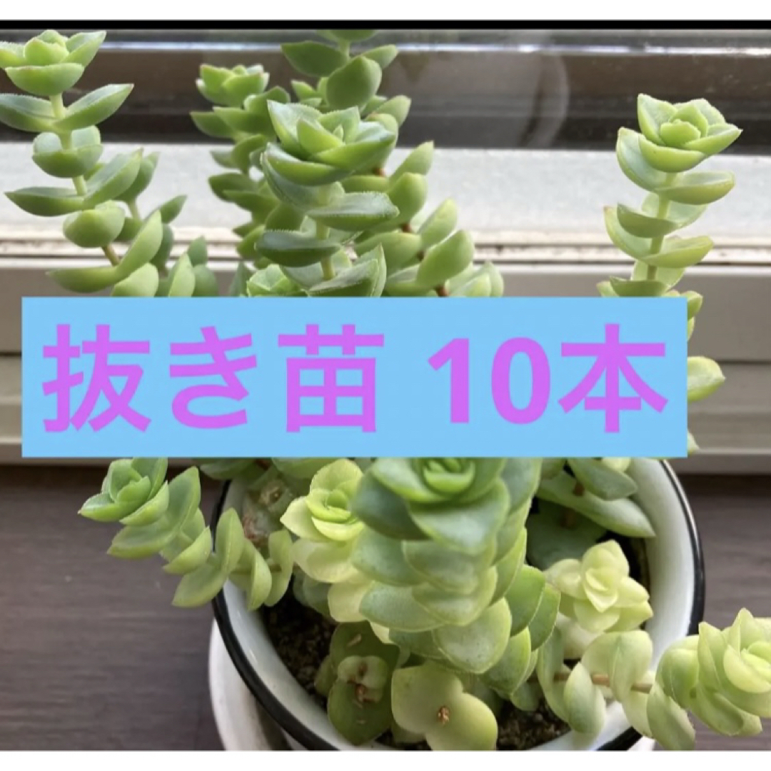 多肉植物 星の王子 抜き苗 10本 ハンドメイドのフラワー/ガーデン(プランター)の商品写真