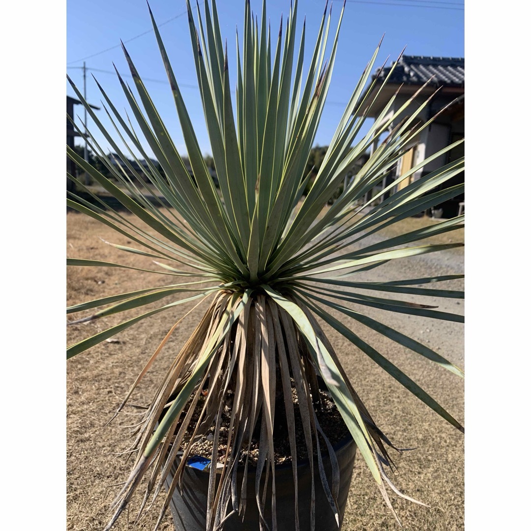 02 ユッカ ロストラータ 鉢付 Yucca rostrata 02 ユッカ ロストラータ 鉢付 Yucca rostrata