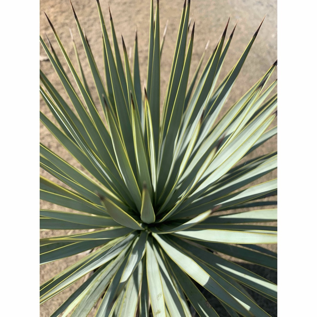 02 ユッカ ロストラータ 鉢付 Yucca rostrata 02 ユッカ ロストラータ 鉢付 Yucca rostrata