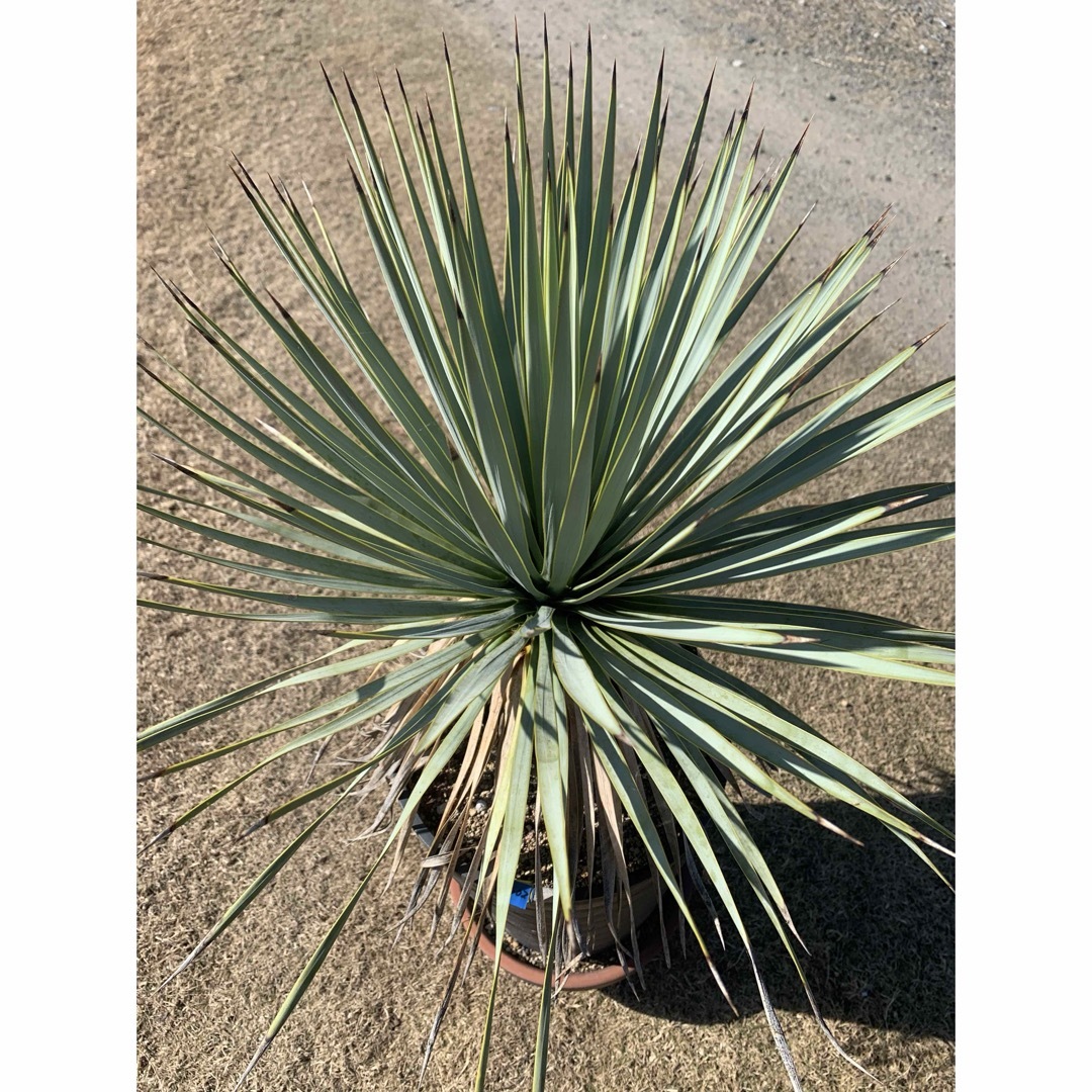 02 ユッカ ロストラータ 鉢付 Yucca rostrata 02 ユッカ ロストラータ 鉢付 Yucca rostrata