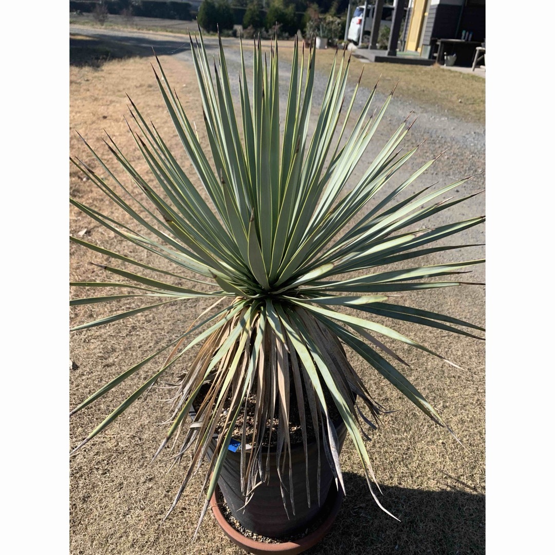 02 ユッカ ロストラータ 鉢付 Yucca rostrata 02 ユッカ ロストラータ 鉢付 Yucca rostrata