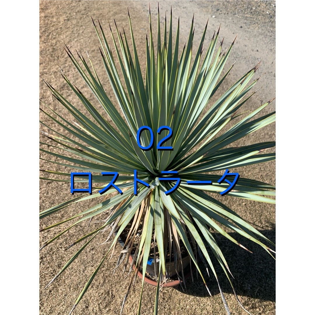02 ユッカ ロストラータ 鉢付 Yucca rostrata 02 ユッカ ロストラータ 鉢付 Yucca rostrata