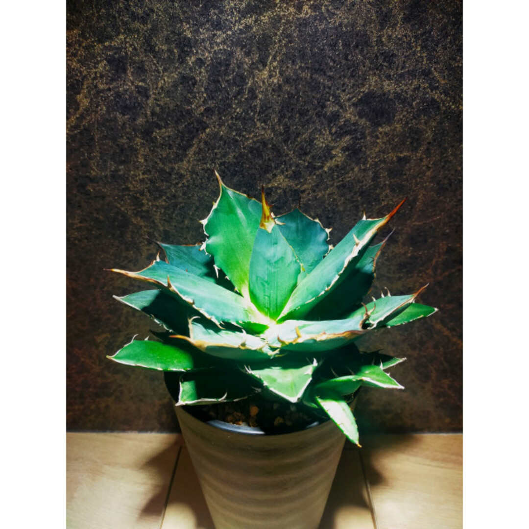 植物育成ライト 10W 5800K 5個 白色 太陽光 フルスペクトルLED 植物育成ライト 10W 5800K 5個 白色 太陽光 フルスペクトルLED