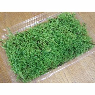 ハイゴケ　はい苔 Sサイズ（16.9cm×10cm×4cm)(その他)