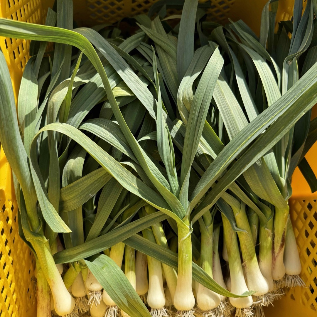 農家直送】高知県特産‼️葉ニンニク 400g 即購入OK wOeの通販 by 農家直送】高知県特産‼️葉ニンニク 400g 即購入OK wOeの通販 by