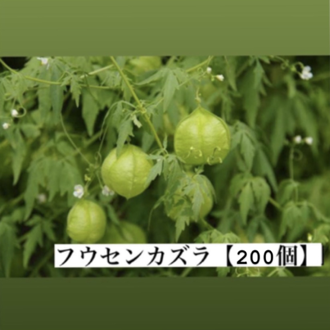 フウセンカズラ 種【200粒】グリーンカーテン ハンドメイドのフラワー/ガーデン(その他)の商品写真