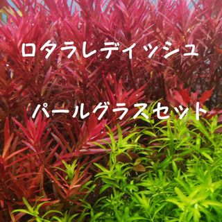 ロタラ レディッシュ・パールグラスセット(アクアリウム)