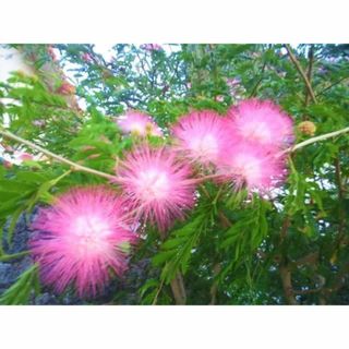 カリアンドラ　オオベニゴウカン　挿し木・枝　3本　観葉植物(その他)