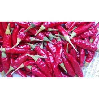 【岩手盛岡産】赤唐辛子　25ｇ　自然乾燥　良品　長さいろいろ　農薬不使用(野菜)