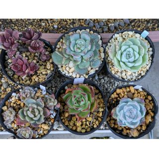 訳有り 多肉植物カット苗 ６種セット(その他)
