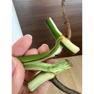 極上茎2株セット　斑入りモンステラ　ボルシギアナ　ホワイトタイガー(その他)
