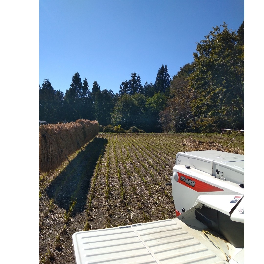 福袋 大丸 イセヒカリ 玄米10kg 令和6年産 農薬化学肥料不使用 は 米・雑穀・粉類