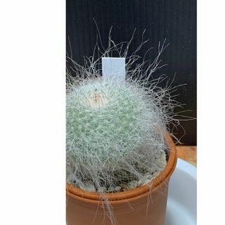 サボテン　玉翁　鉢のまま(その他)