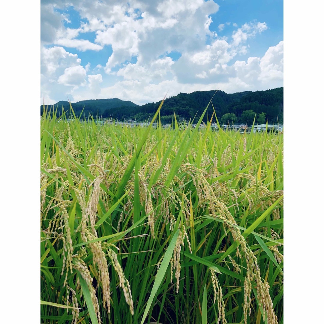 ダンゴ三兄弟様専用【送料無料】 令和6年産 新米『ひとめぼれ』20Kg ダンゴ三兄弟様専用【送料無料】 令和6年産 新米『ひとめぼれ』20Kg