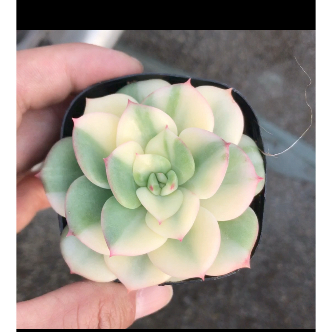 シャルモン錦 多肉植物 エケベリア 美斑入り シャルモン錦 多肉植物 エケベリア 美斑入り