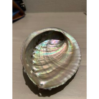 特大鮑　貝殻　6個(その他)