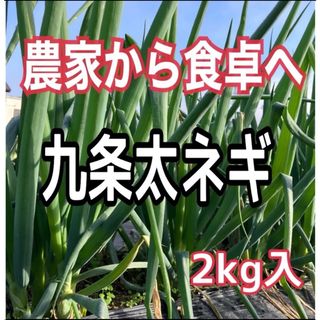 丹波で育った九条太ネギ2キロ入‼️(野菜)