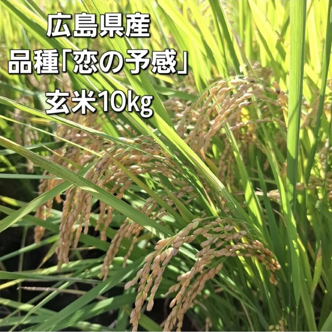 玄米 10kg→精米　品種『恋の予感』広島県産(令和６年)収穫