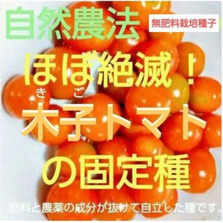 自然農法　木子トマトの固定種１０粒(野菜)