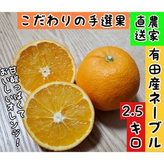 有田産ネーブルオレンジ　2.5キロ(フルーツ)