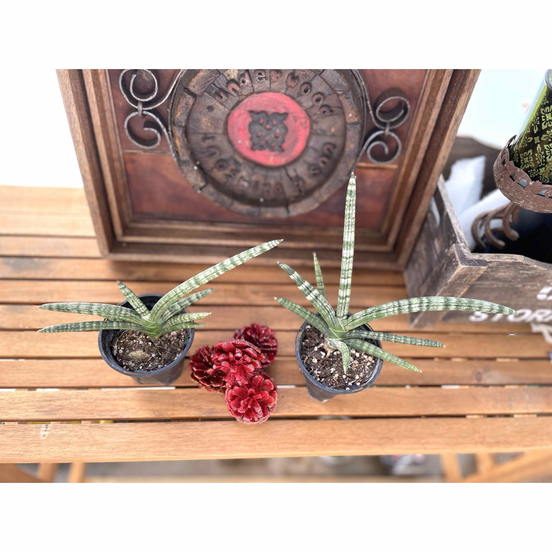 【人気！】サンセベリア　ボンセレンシスB インテリア/住まい/日用品のインテリア/住まい/日用品 その他(その他)の商品写真